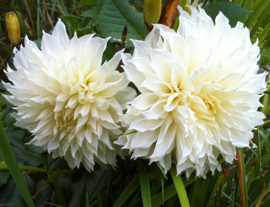 Клубень Георгина Вайт Перфекшн (I), 1шт/уп 