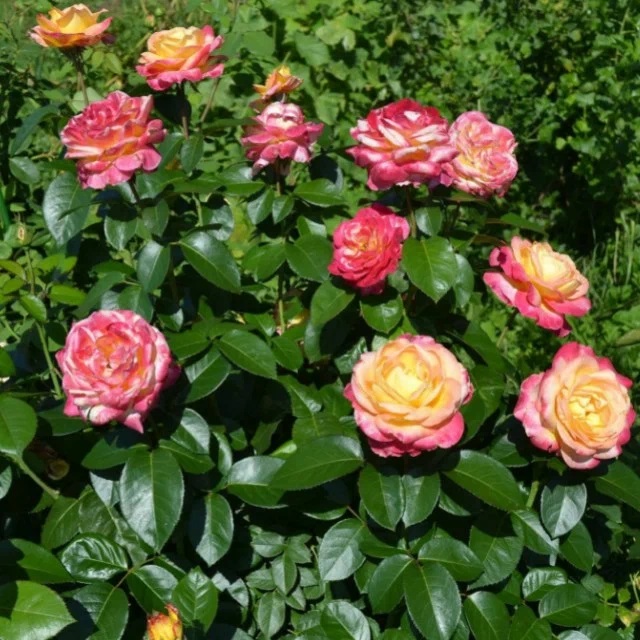 Роза чайно-гибридная  Пульман Экспресс в коробке АФ 