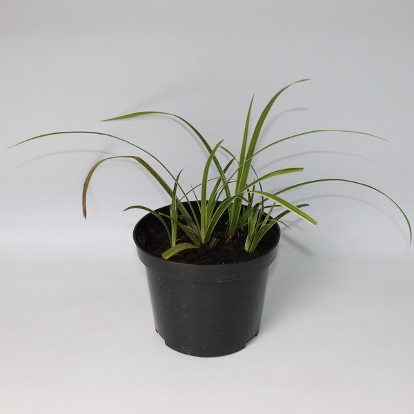 Осока Морроу конт 3 л Les 