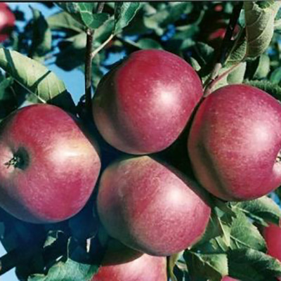 Яблоня Красный снегирь 1-летка Tim 