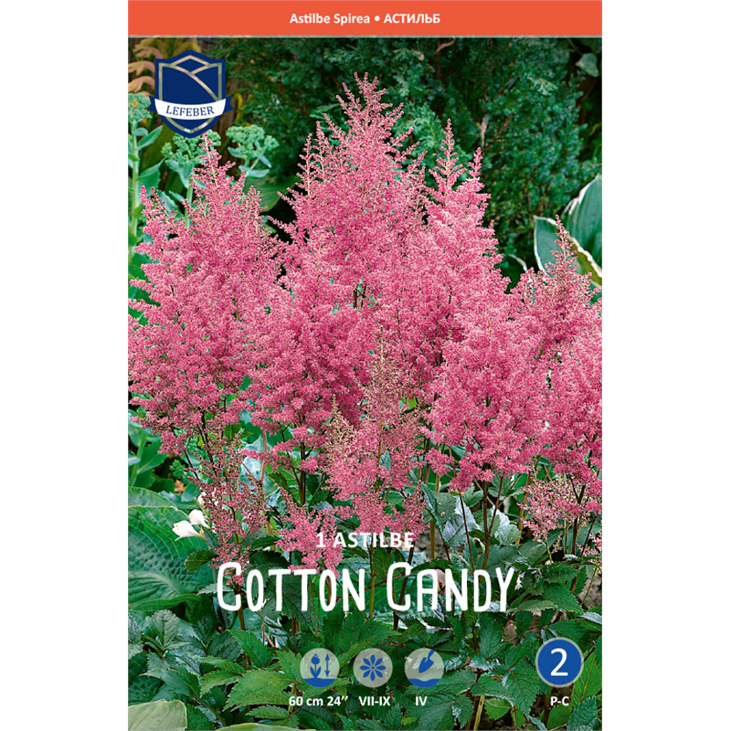 Корневище Астильба Арденса Коттон Кэнди 2/3 1шт 