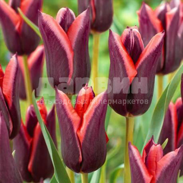 Луковица Тюльпан Мувота 5 шт/уп, 11/12 