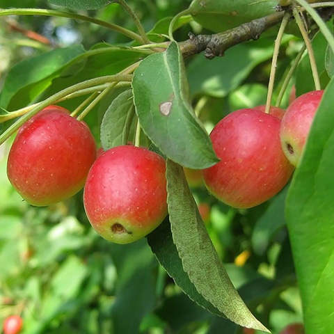 Яблоня Фонарик 1-летка Tim 