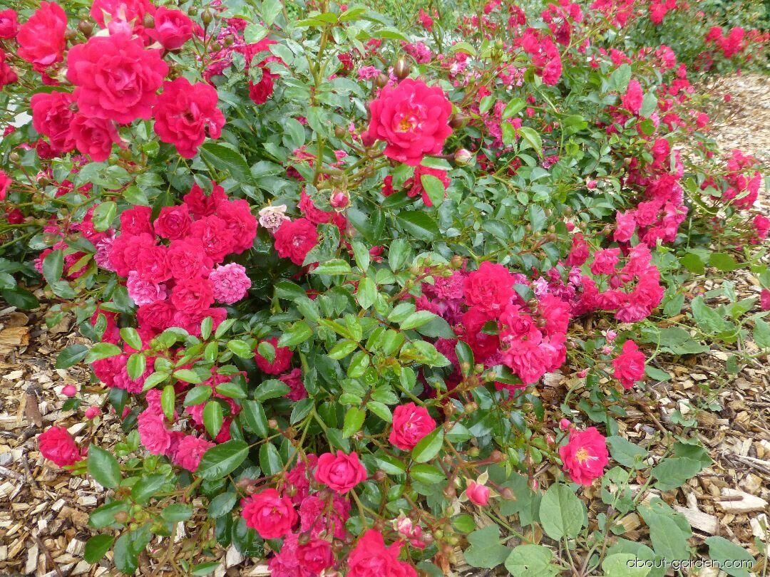 Почвопокровные розы фото и описание сорта