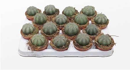 Эуфорбия Обеса d5 h10 