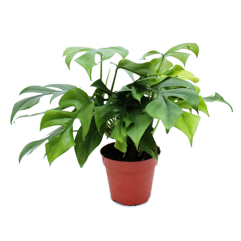 Монстера Минима d12 h30 