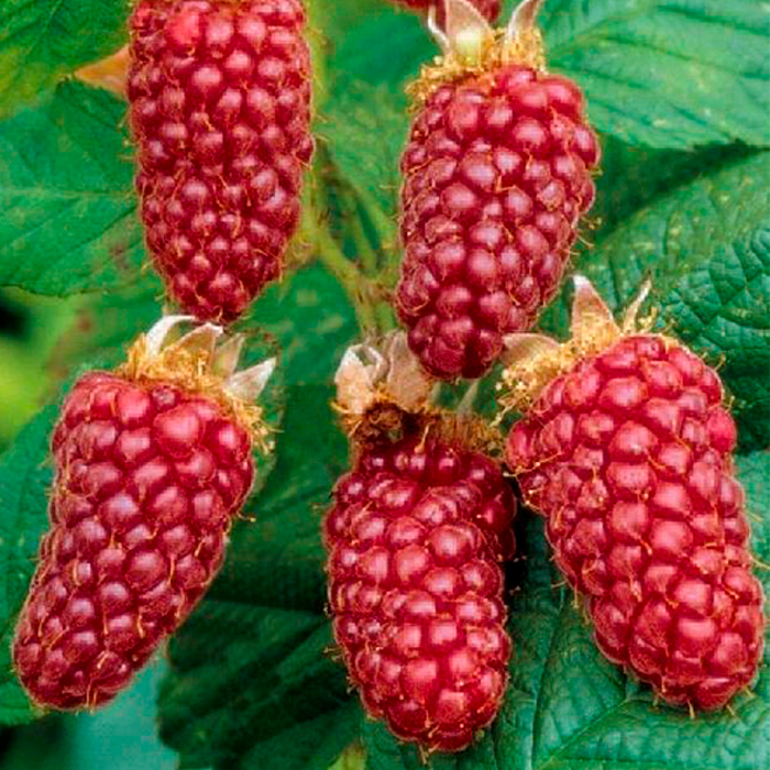 Ежемалина Тайбери Медана v1 Tim 