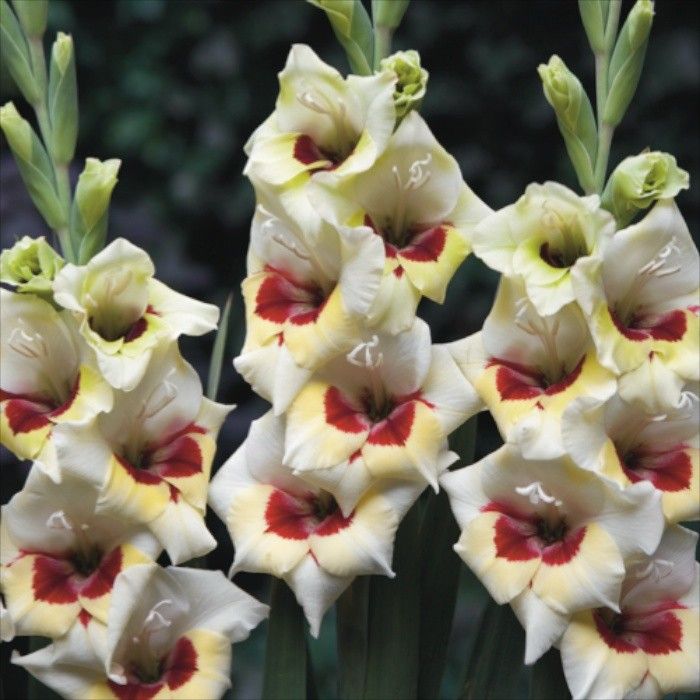 Луковица Гладиолус Мессина (Бамбино), 10шт/уп 