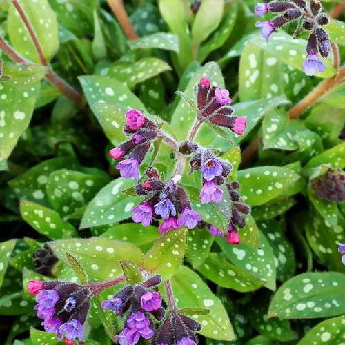 Медуница Марджери Фиш "Margery Fish" d19  ХР 