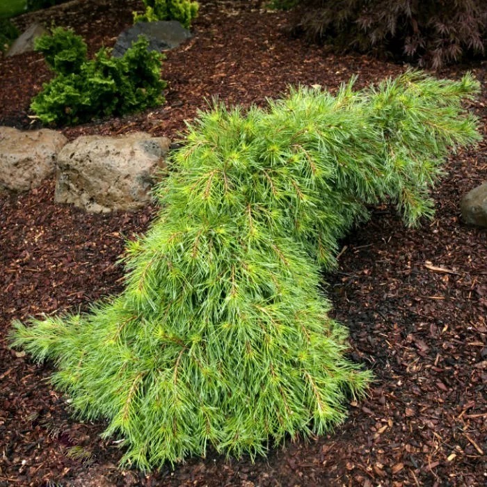 Сосна веймутова Ниагара Фолс 40-50 cm Mt 