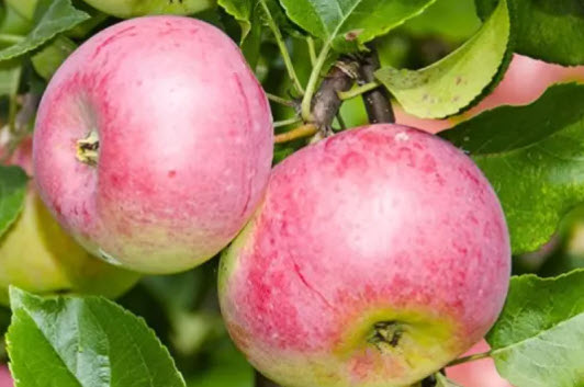 Яблоня Уэлси С7,5 ЦО 