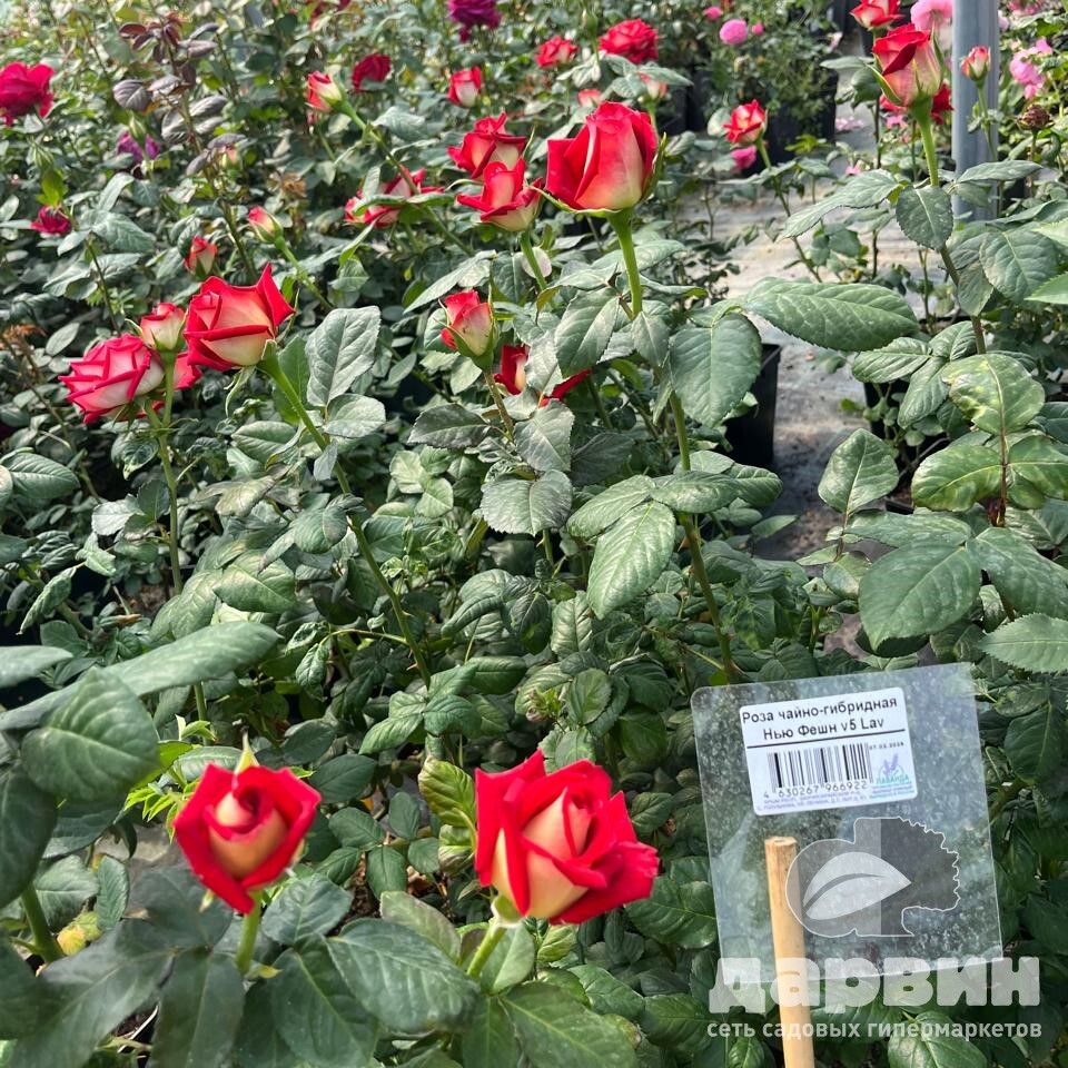 Роза чайно-гибридная Нью Фешн v5 Lav 