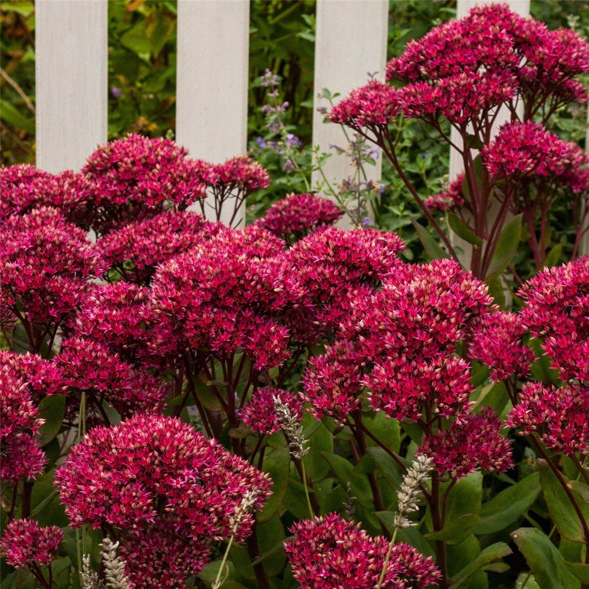 Седум Тандерхед d12 ХР 