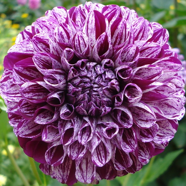 Клубень Георгина Марбл Болл, 1шт/уп 