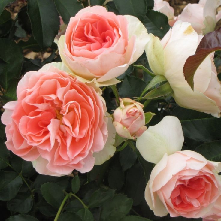 Роза полиантовая ДЖЕТ СЕТ v7 Fr 