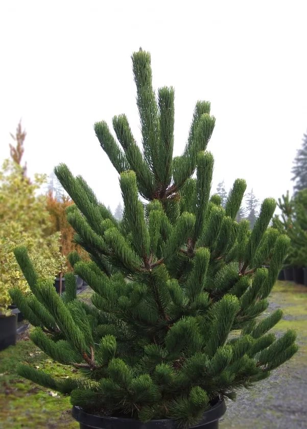 Сосна орегон грин. Сосна Нигра Орегон Грин. Сосна черная Орегон Грин Oregon Green. Сосна черная «Орегон Грин» Pinus nigra «Oregon Green». Pinus nigra (сосна чёрная) 'Oregon Green'.