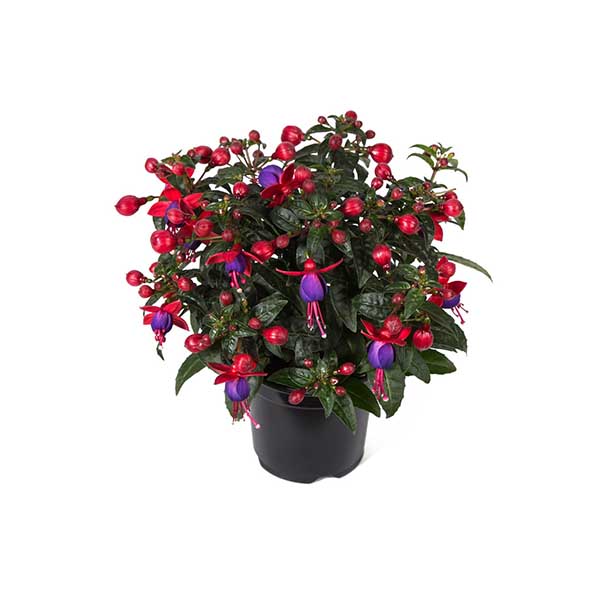 Фуксия микс d10,5 