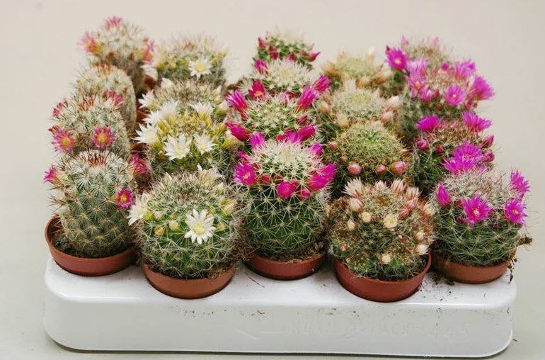 Кактус цветущий микс d8 h10 