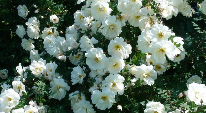 Роза колючейшая бедренцеволистная v5 ХР 