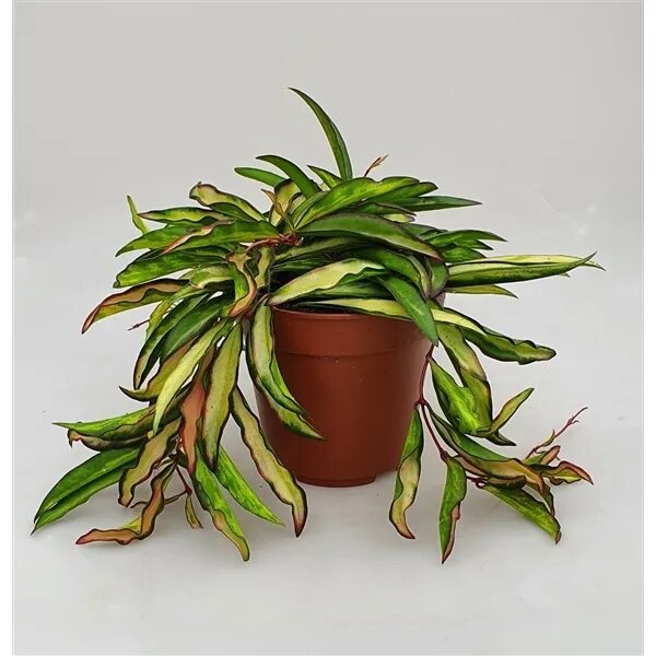 Хойя Вайети Триколор d12 