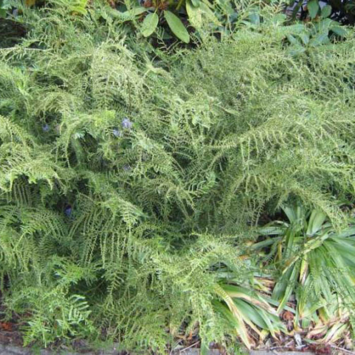 Щитовник Линеарис р11 Sw 