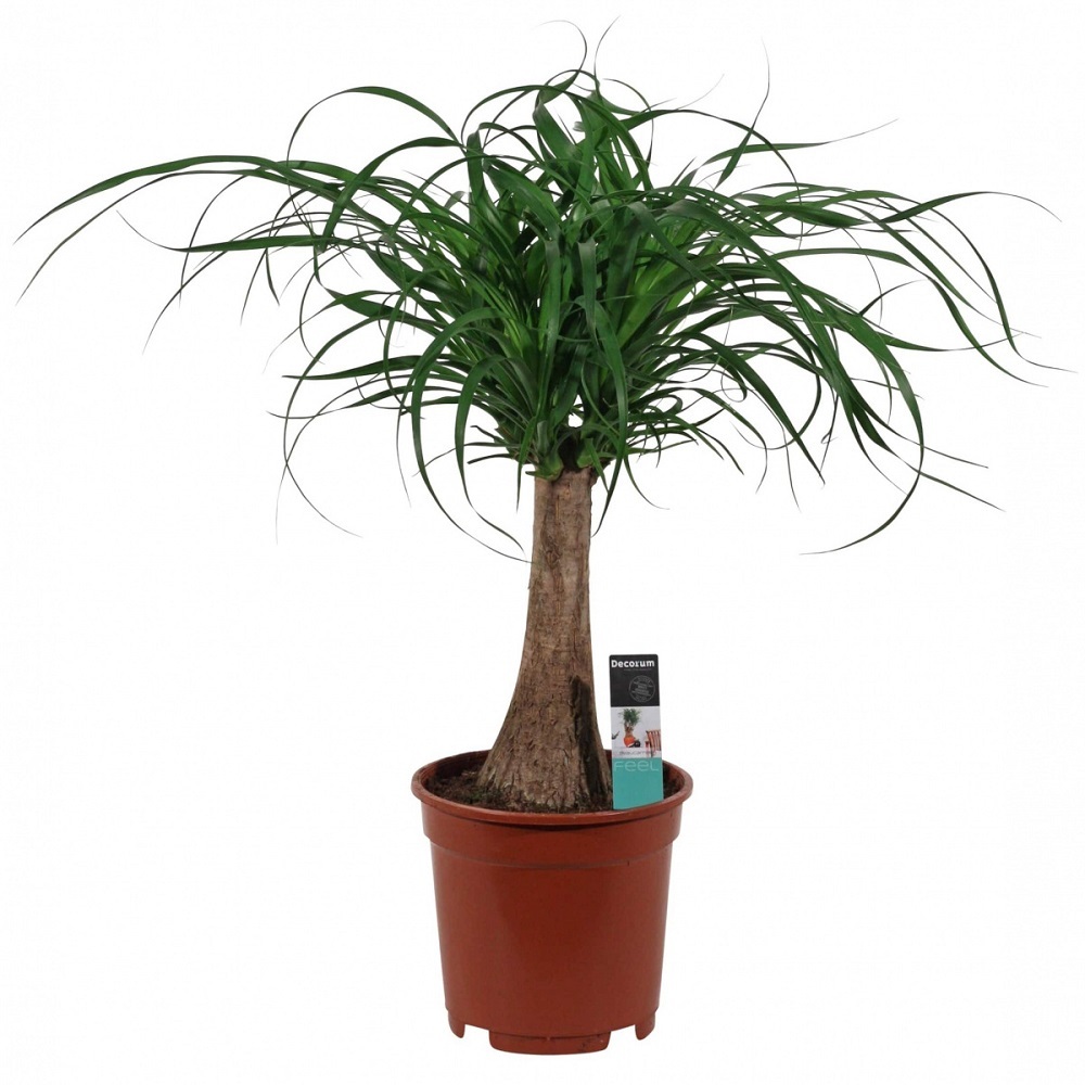 Нолина штамбовая d16 h30 