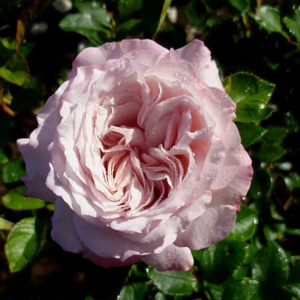 Роза флорибунда Розенфатинацион v5 Dem 