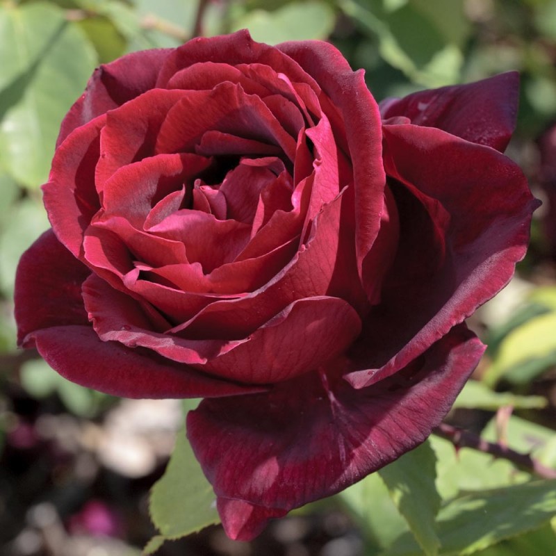 Роза чайно-гибридная ПАПА МЕИЛЛАНД v7 Fr 