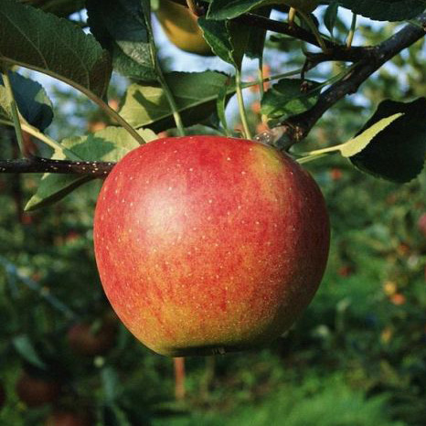 Яблоня Сладкая Нега, v 5-10 