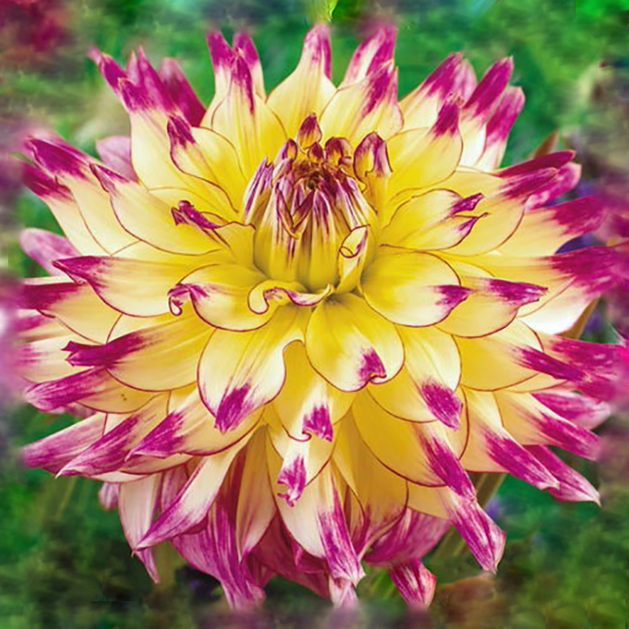 Клубень Георгина Зои Рей, 1шт/уп 