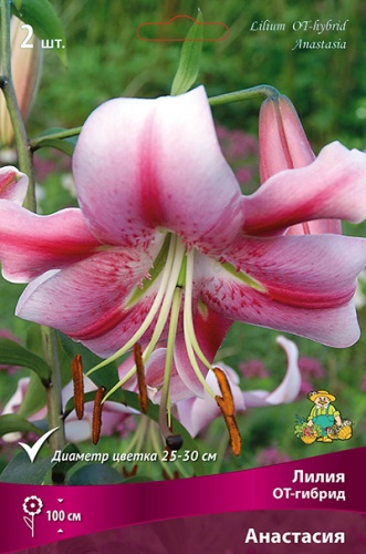 Луковица Лилия ОТ-гибрид Анастасия       2шт Поиск 
