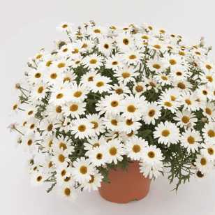 Аргирантерум d12 Tim 