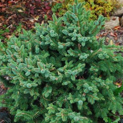 Растение ель обыкновенная Kamon c15 40-60 Lt по цене  Растение ель обыкновенная Kamon c15 40-60 Lt