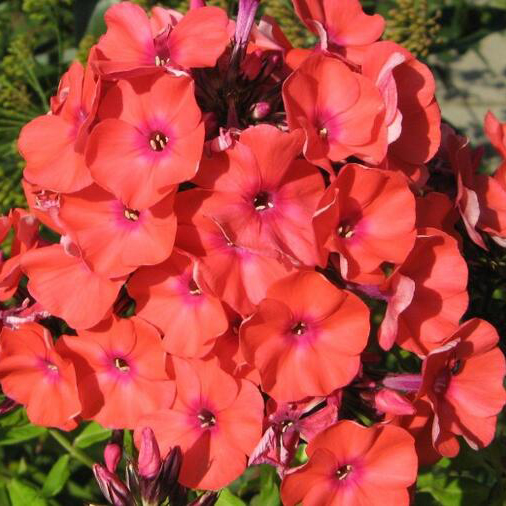 Флокс метельчатый Юник Орандж v2 Tim 