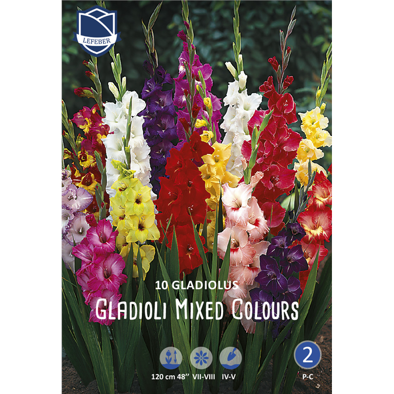 Луковица Гладиолус Микс 14/16 10шт 