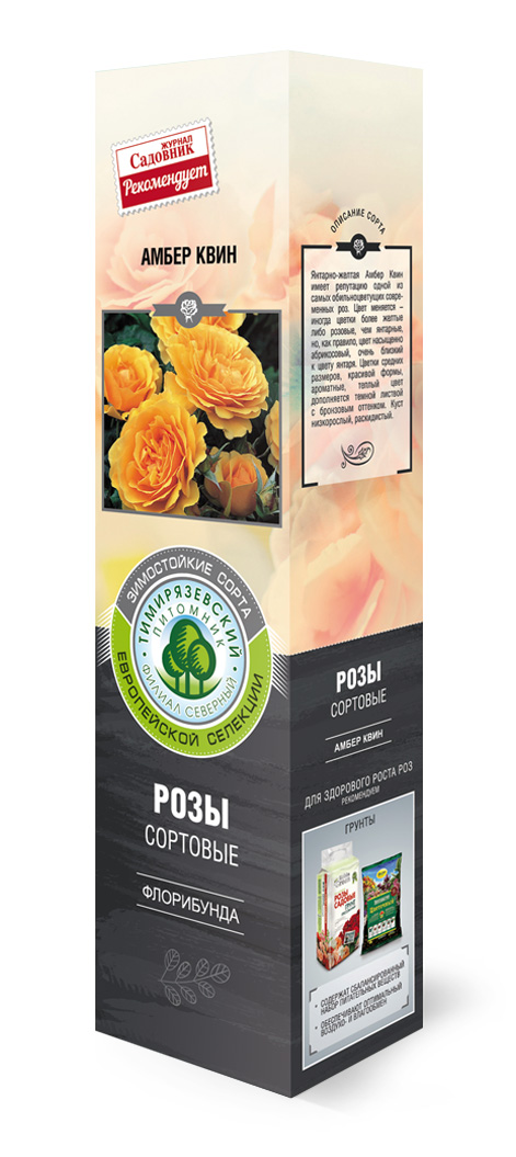 Роза флорибунда Амбер Куин в коробке ZP 