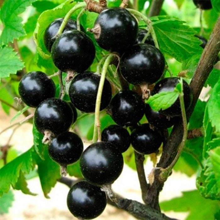 Смородина Орловская серенада черн v5 Tim 