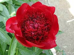 Пион Рэд Дабл v5 Tim 