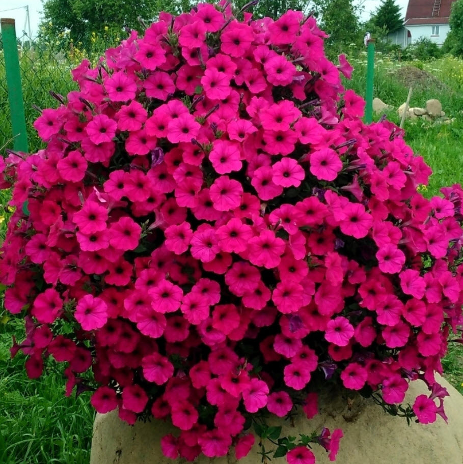 Семена Петуния Каскадная Тайдал Вейв Черри 10 шт Поиск 