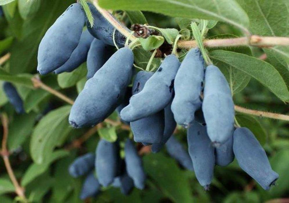 Жимолость Длинноплодная v1 Tim по цене  Жимолость Длинноплодная v1 Tim