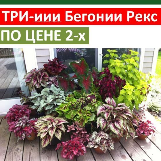 РЕКС! Фэкс! Пэкс!