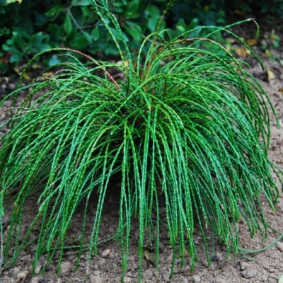 Туя складчатая Випкорд v2 Tim 