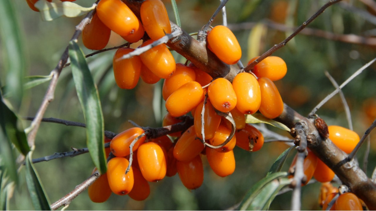 Облепиха Алтайская c3 h20-40 ЦО 