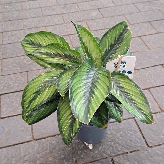 Калатея Принцепс d14 h40 