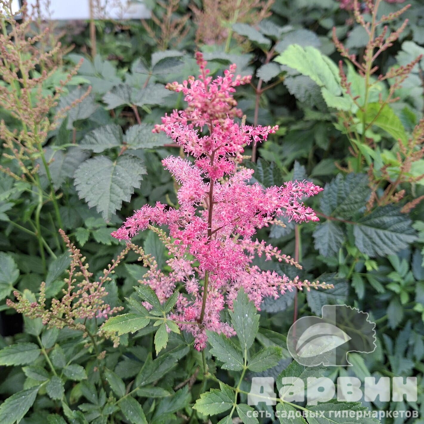 Астильба Буги Вуги v2 Tim 