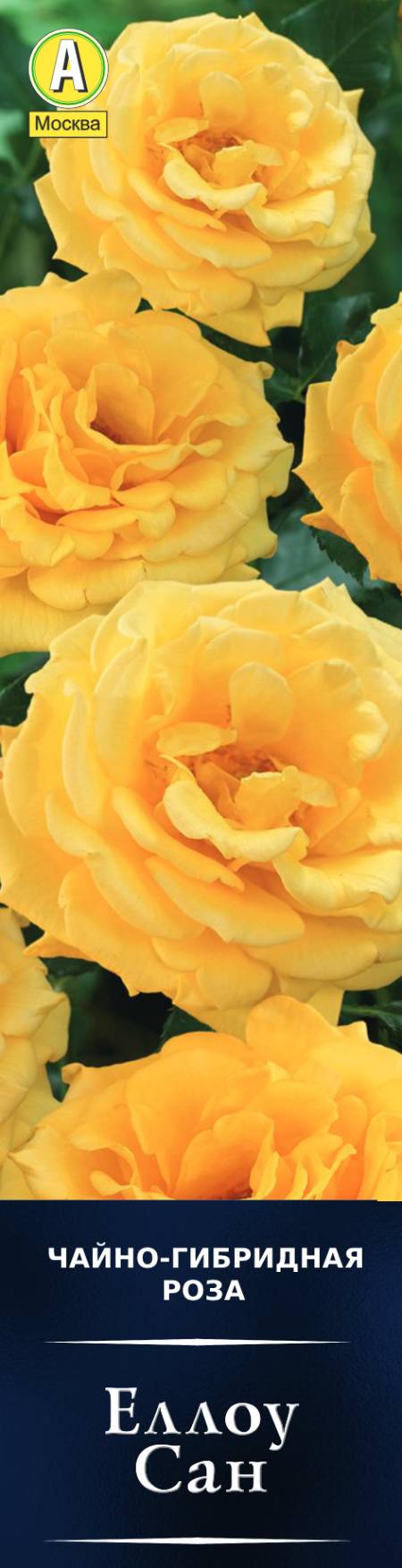 Роза чайно-гибридная Еллоу Сан в коробке Аэлита 
