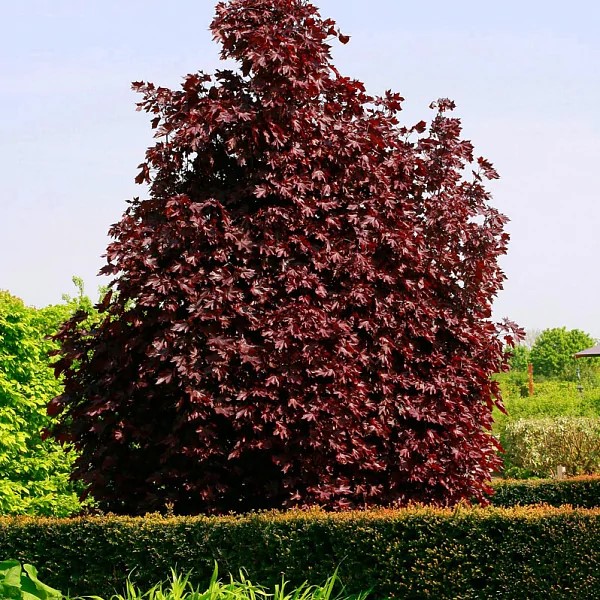 Клён остролистный Кримсон Кинг v3-5 Tim 