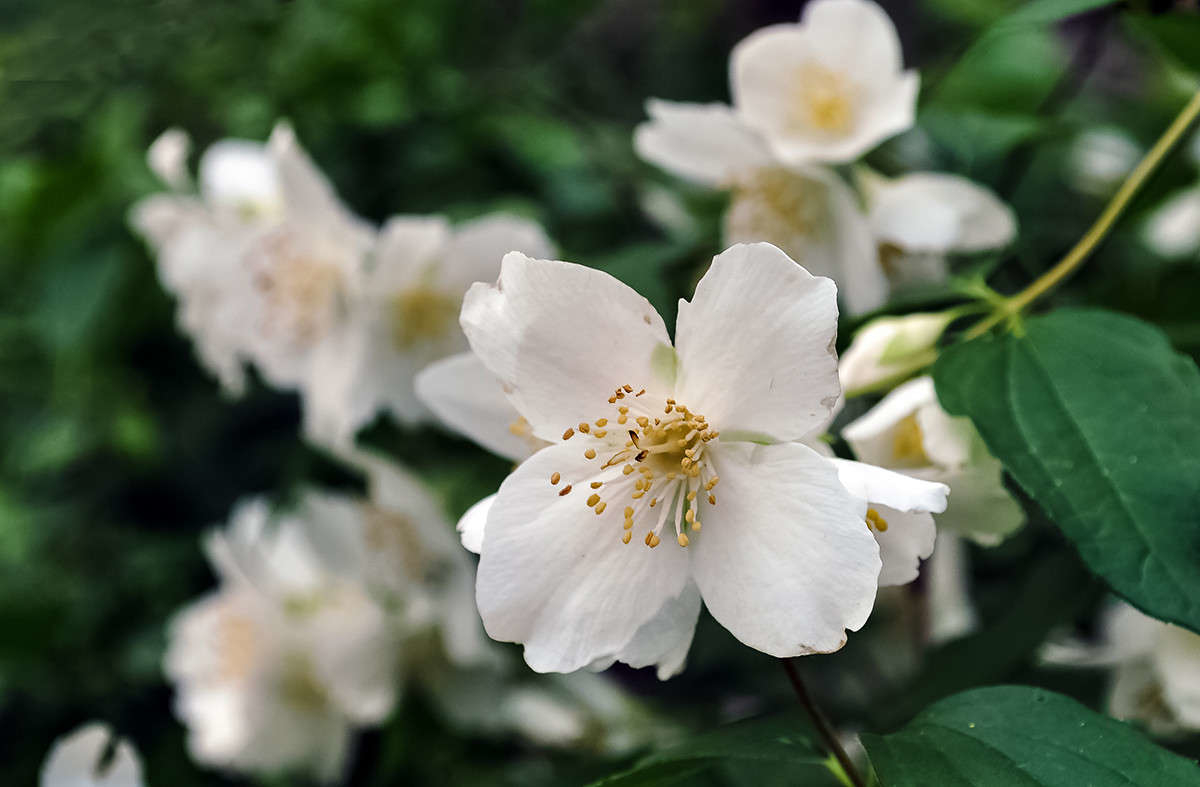 Чубушник Лемонеи v5 20-40 