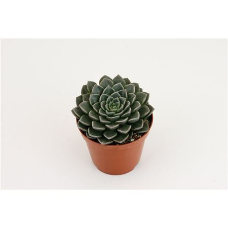 Эхеверия Глаука d5 h10 