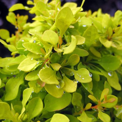 Барбарис тунберга Спешиал Голд v5 Lav 